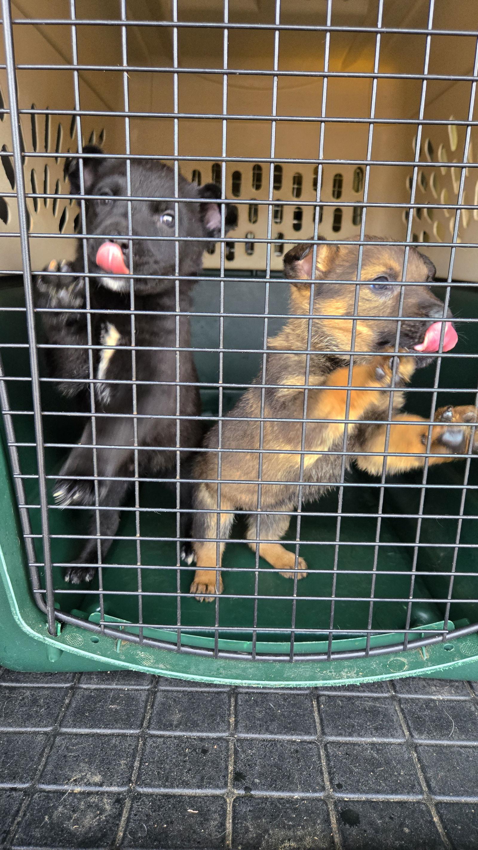 Enlarge Nino 7300, a Adoptable German Shepherd Dog in Centreville, VA image 1/3