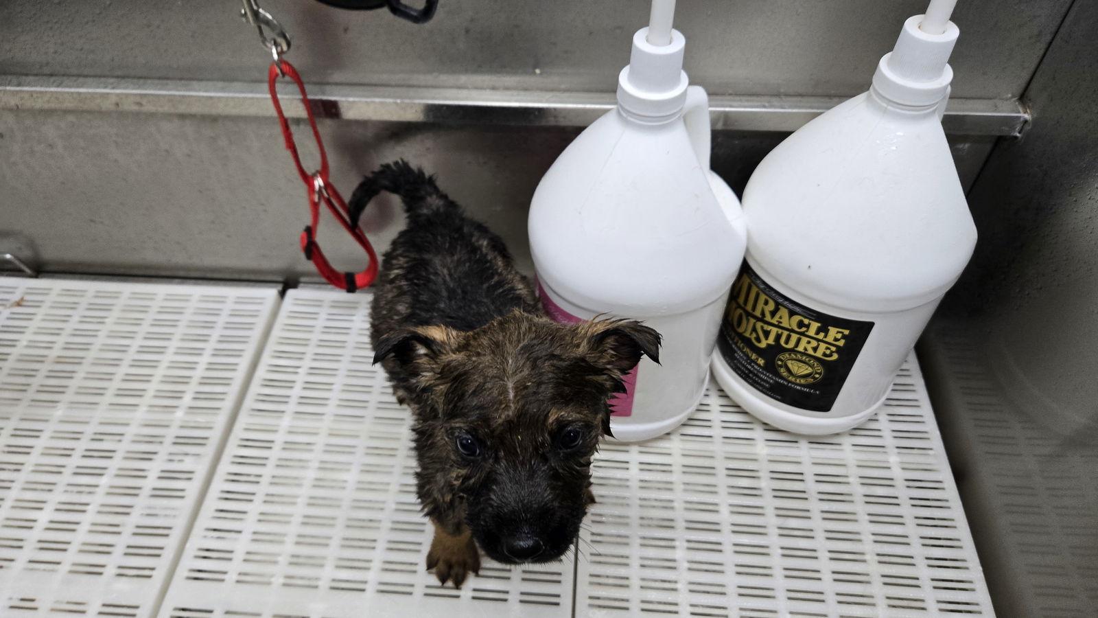 Enlarge Nino 7300, a Adoptable German Shepherd Dog in Centreville, VA image 2/3