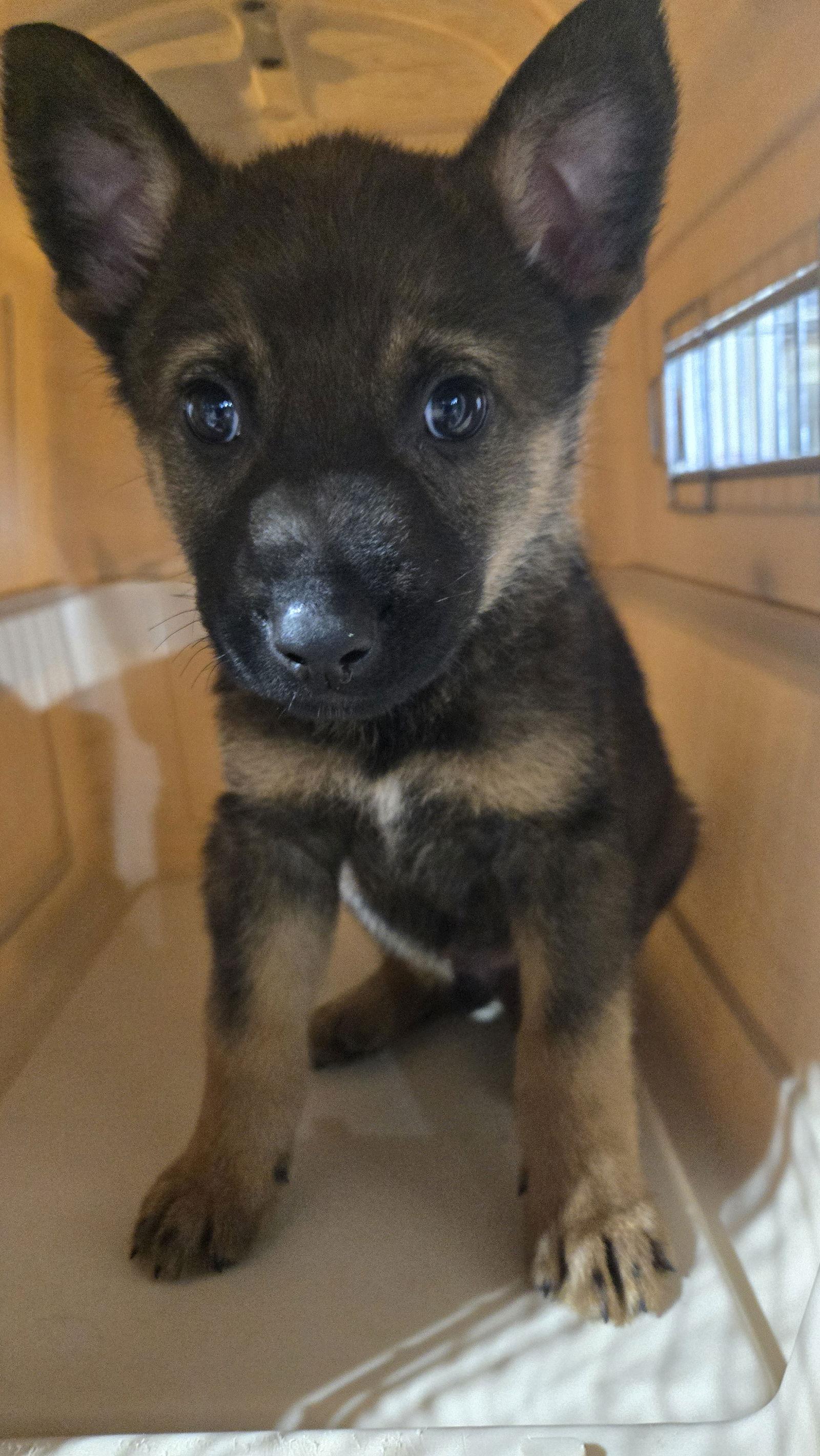 Enlarge Nino 7300, a Adoptable German Shepherd Dog in Centreville, VA image 3/3