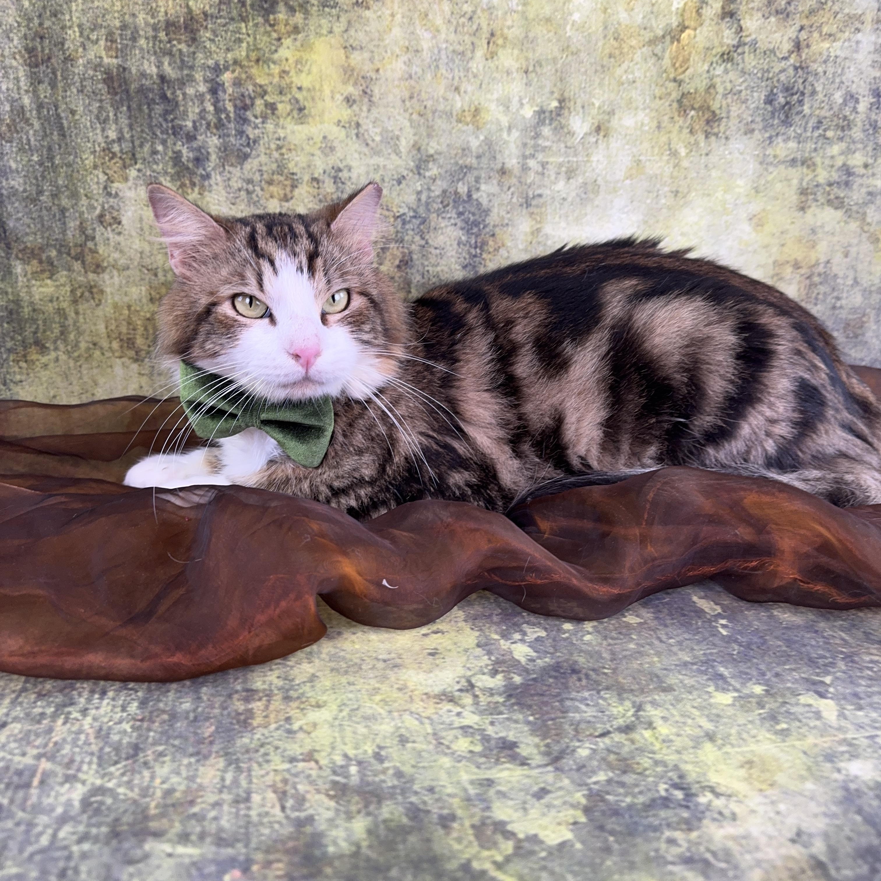 Enlarge Majestic , an adopted mixed breed in Houston, TX image 2/6