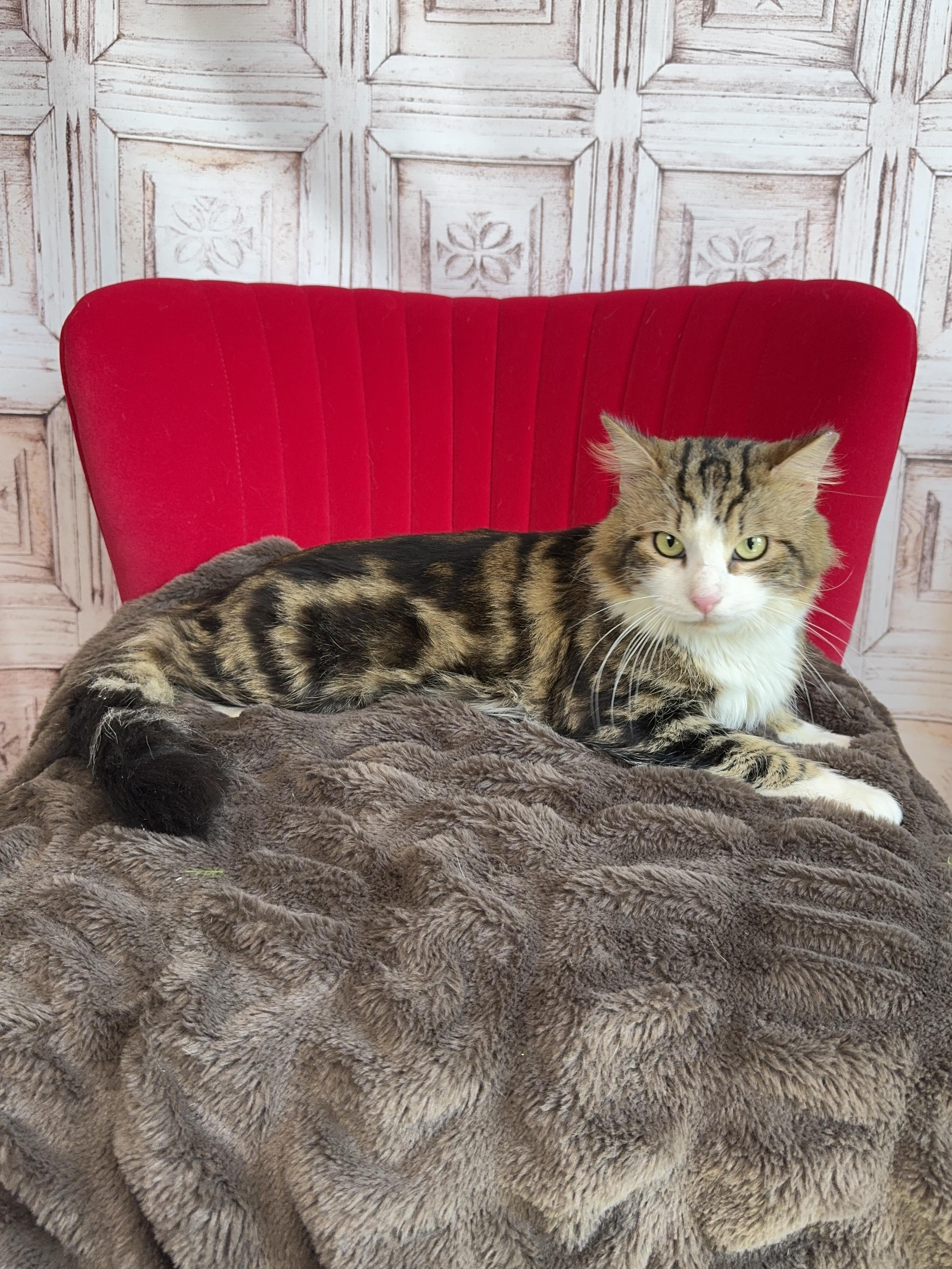 Majestic , adopted, Adult Male Maine Coon & Domestic Long Hair.