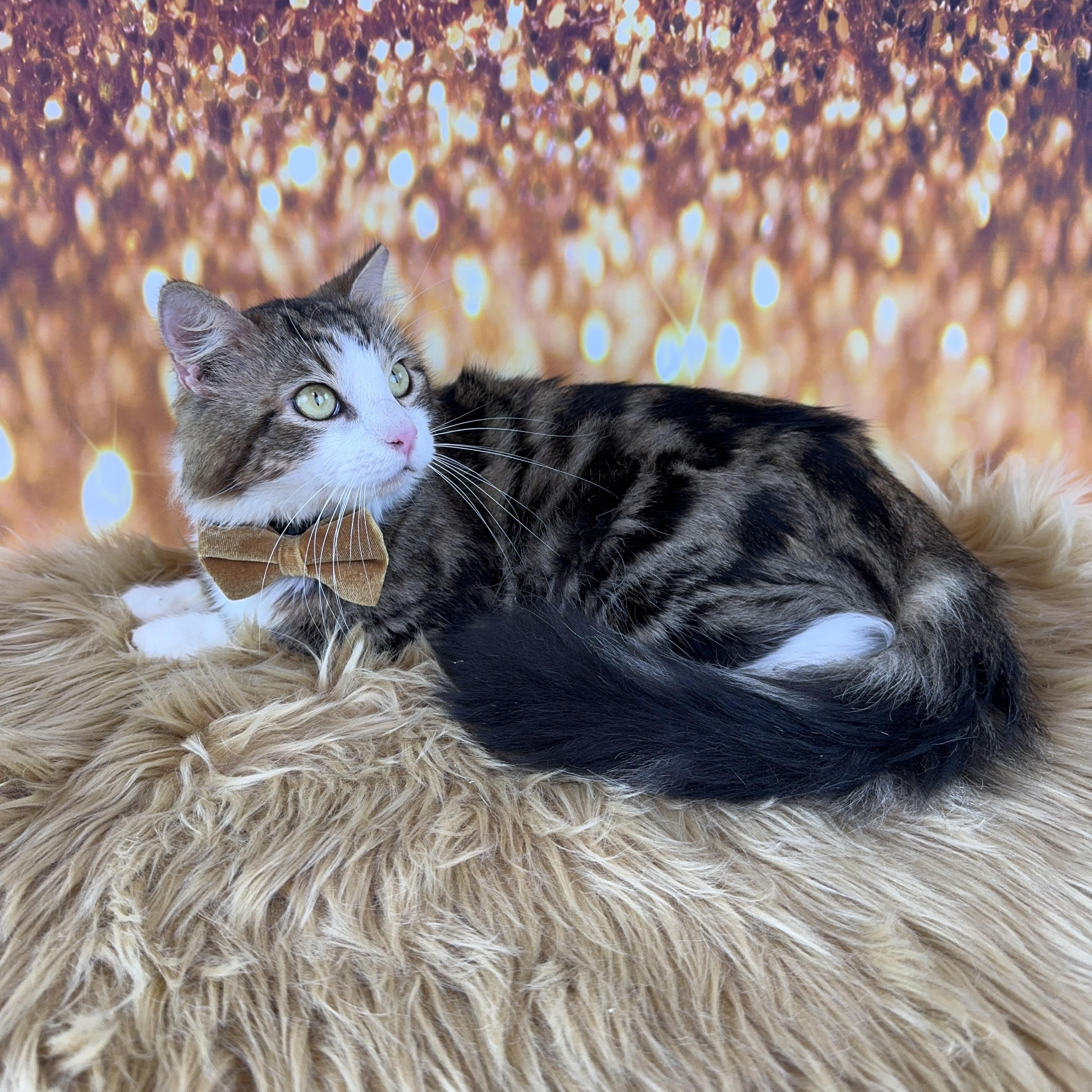 Enlarge Majestic , an adopted mixed breed in Houston, TX image 5/6