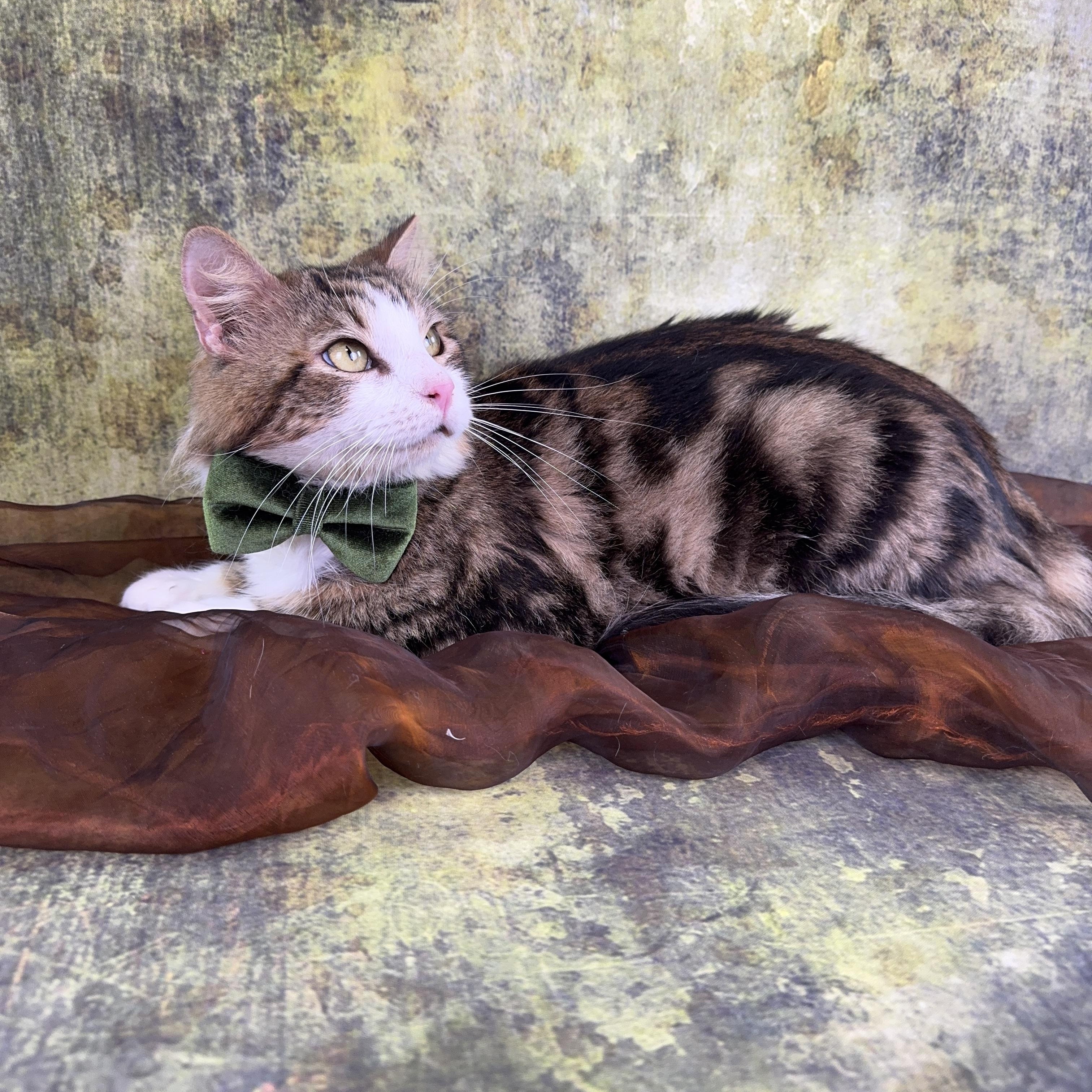 Enlarge Majestic , an adopted mixed breed in Houston, TX image 6/6