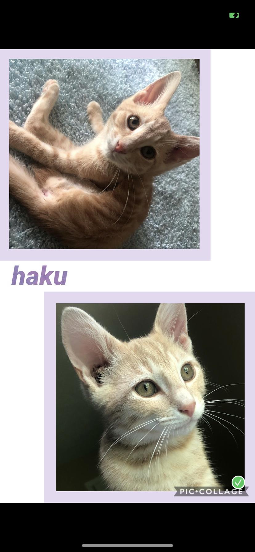 Haku, Adoptable, Kitten Male Tabby.