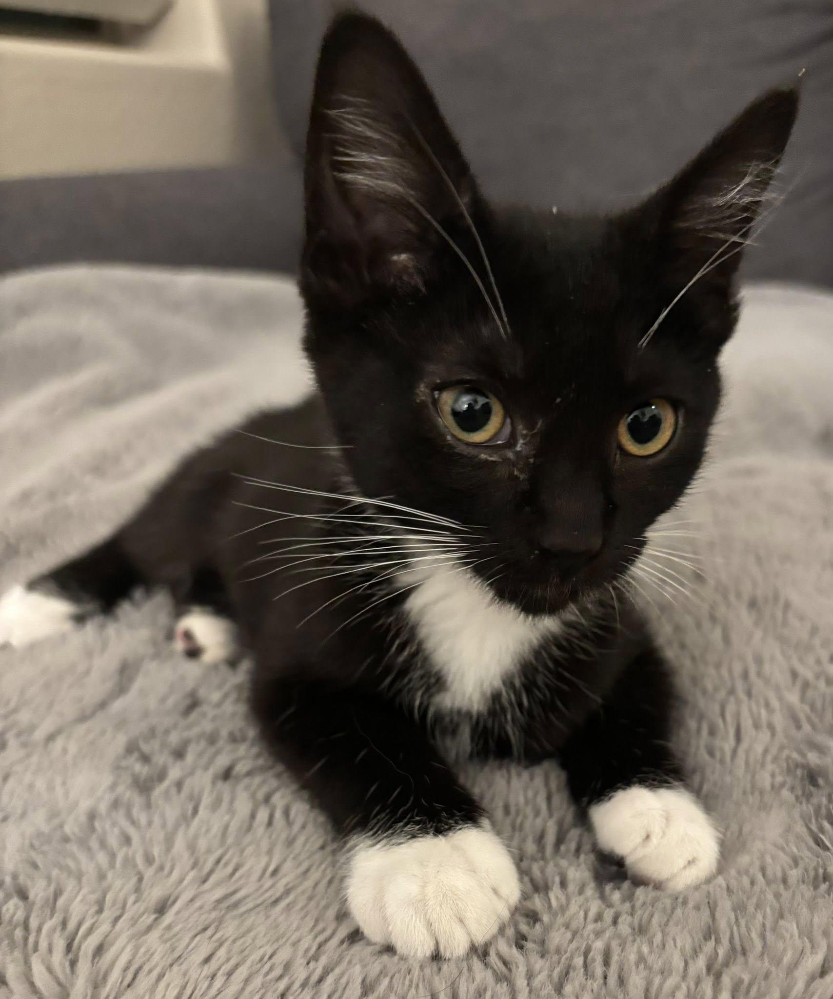 Mimi, a ADOPTABLE Domestic Short Hair in Queen Creek, AZ image 1/2