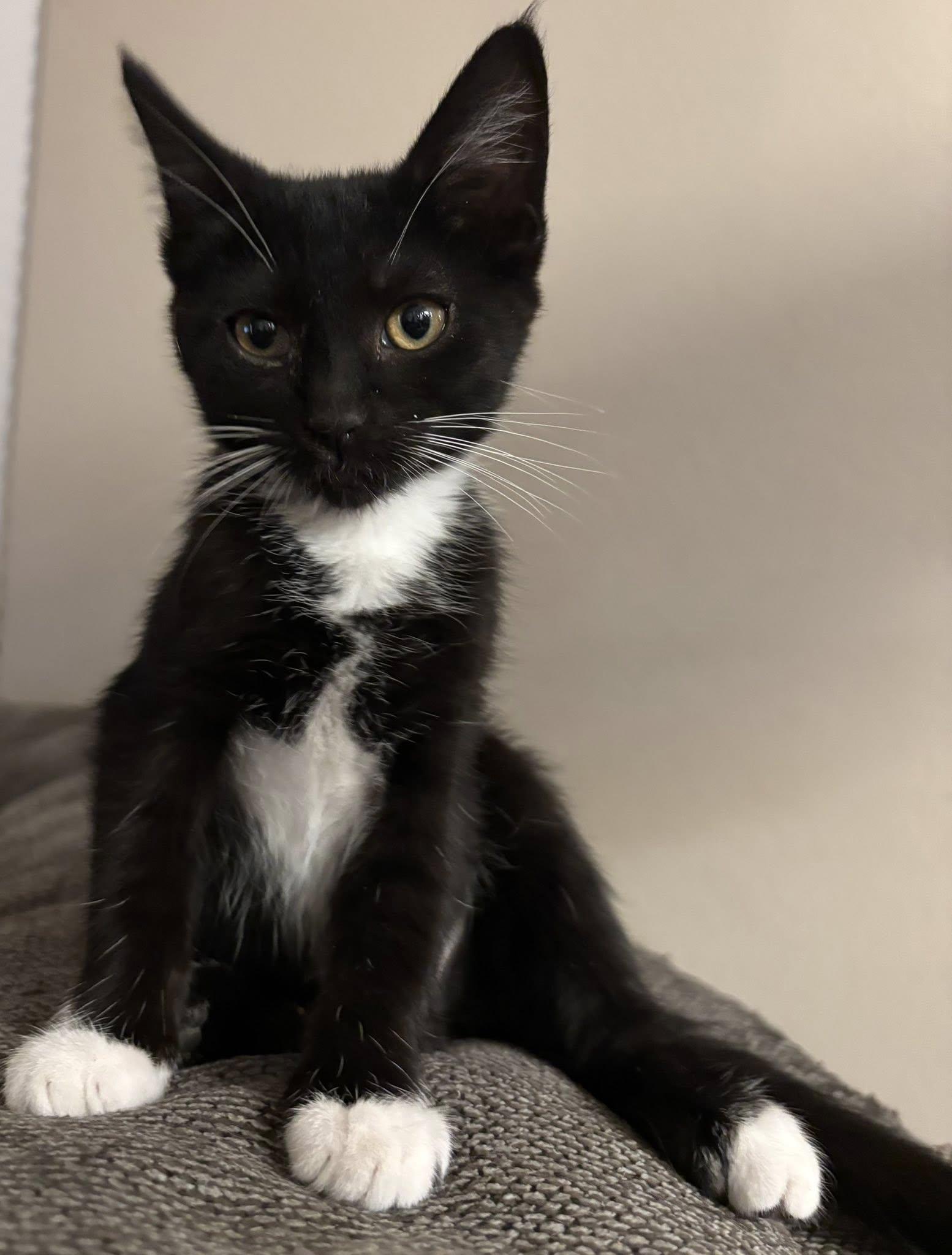 Mimi, a ADOPTABLE Domestic Short Hair in Queen Creek, AZ image 2/2