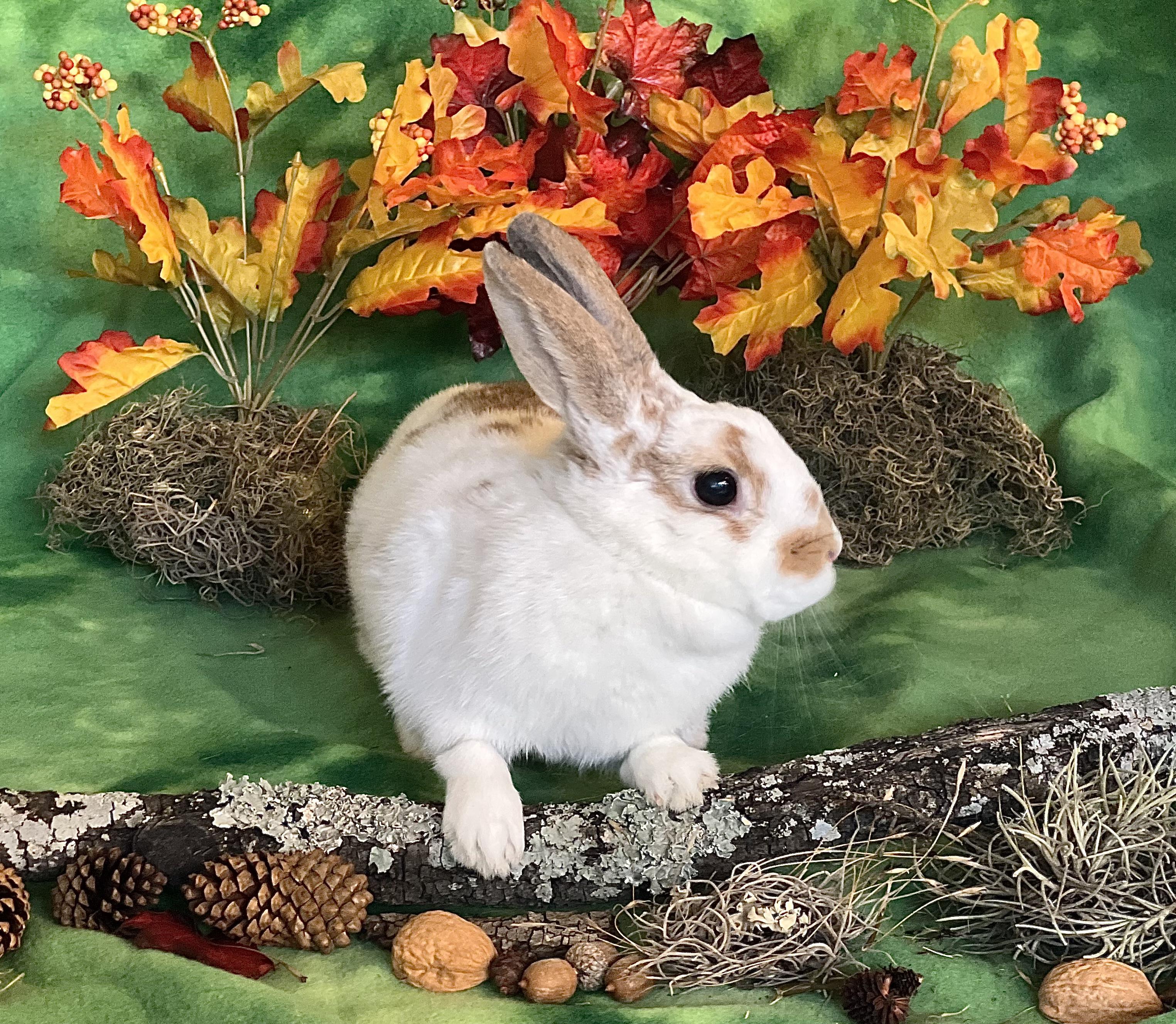 Enlarge Maavra, a Adoptable English Spot in San Antonio, TX image 1/6