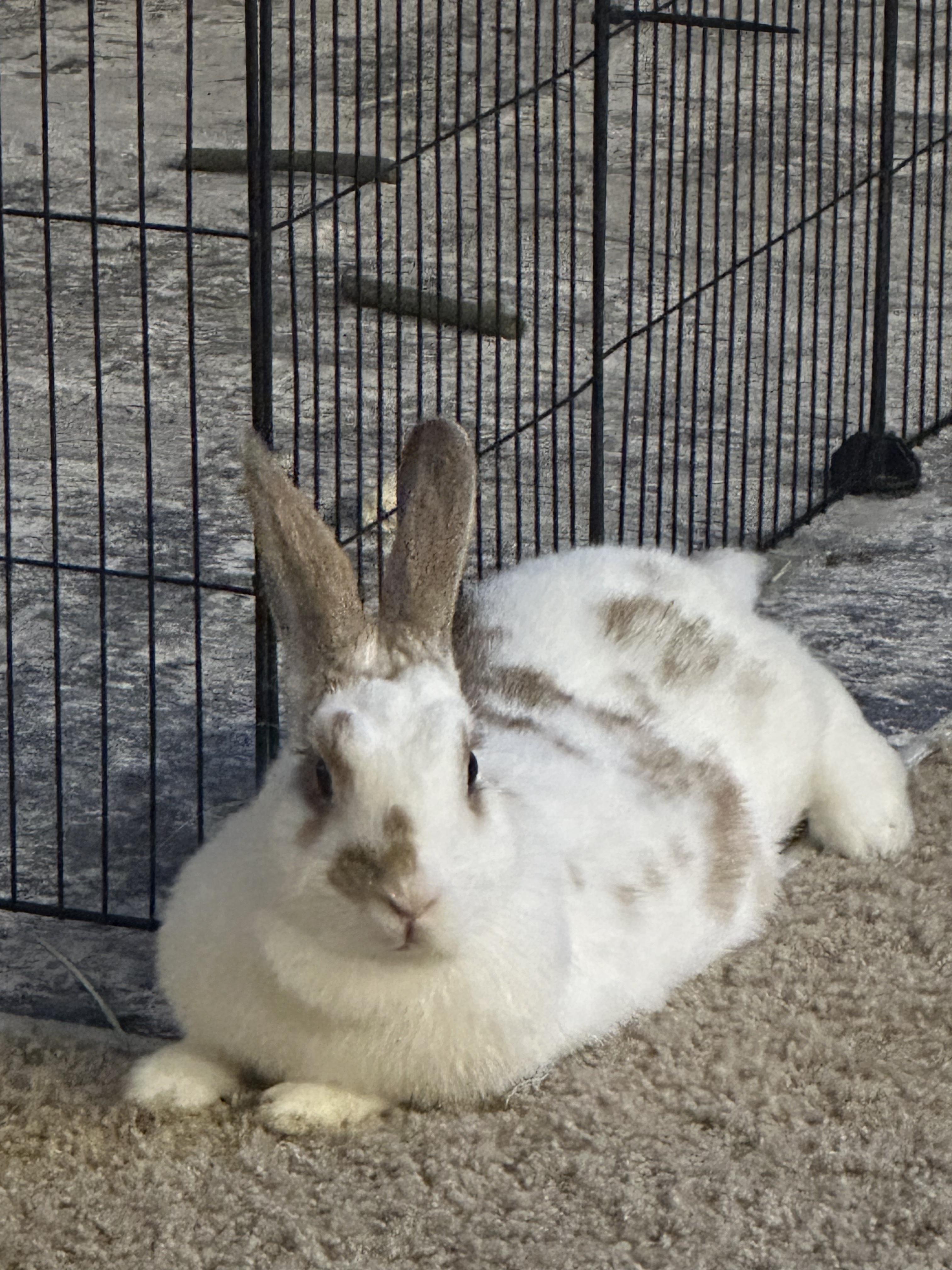 Enlarge Maavra, a Adoptable English Spot in San Antonio, TX image 4/6