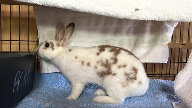 Enlarge Maavra, a Adoptable English Spot in San Antonio, TX image 6/6