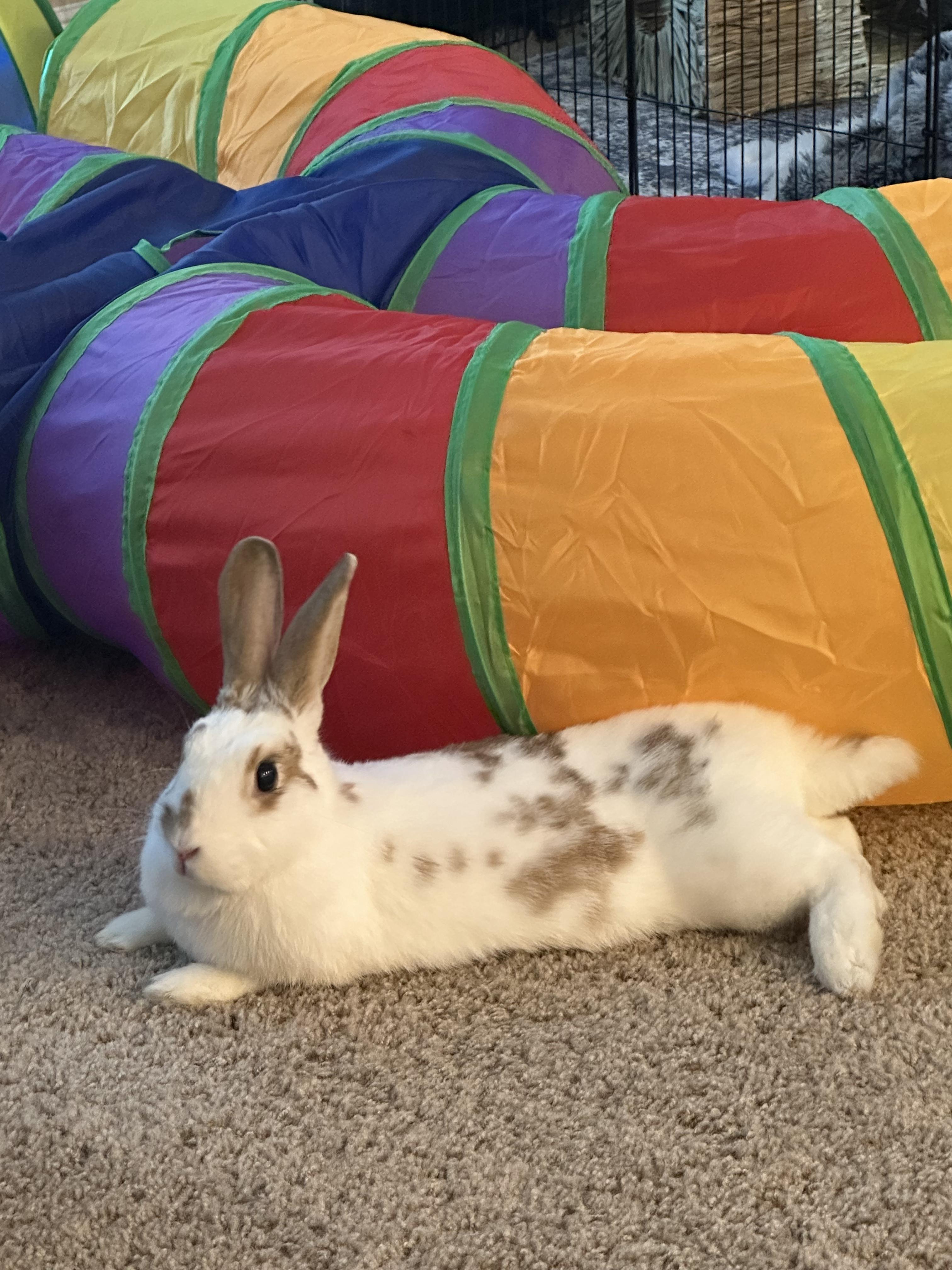 Enlarge Maavra, a Adoptable English Spot in San Antonio, TX image 5/6