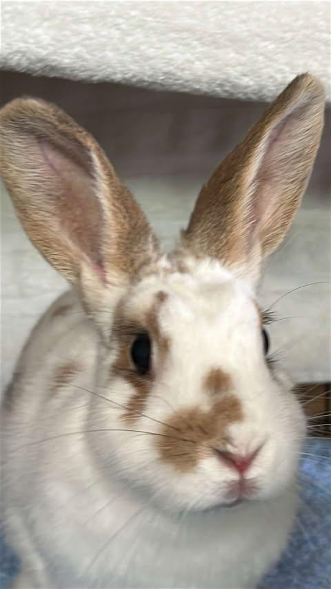 Enlarge Maavra, a Adoptable English Spot in San Antonio, TX image 6/6