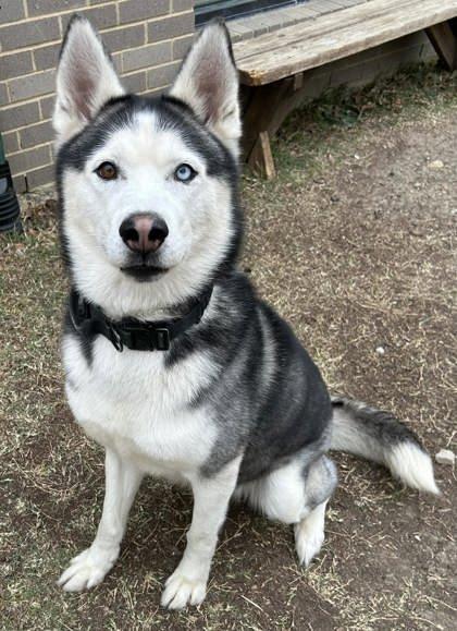 Enlarge Kash, a Adoptable mixed breed in Lewisville, TX image 1/3