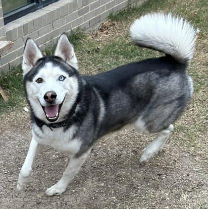 Enlarge Kash, a Adoptable mixed breed in Lewisville, TX image 3/3