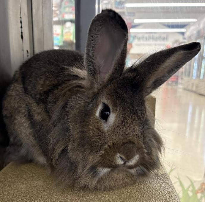 Meadow, Adoptable, Young Female Lionhead.