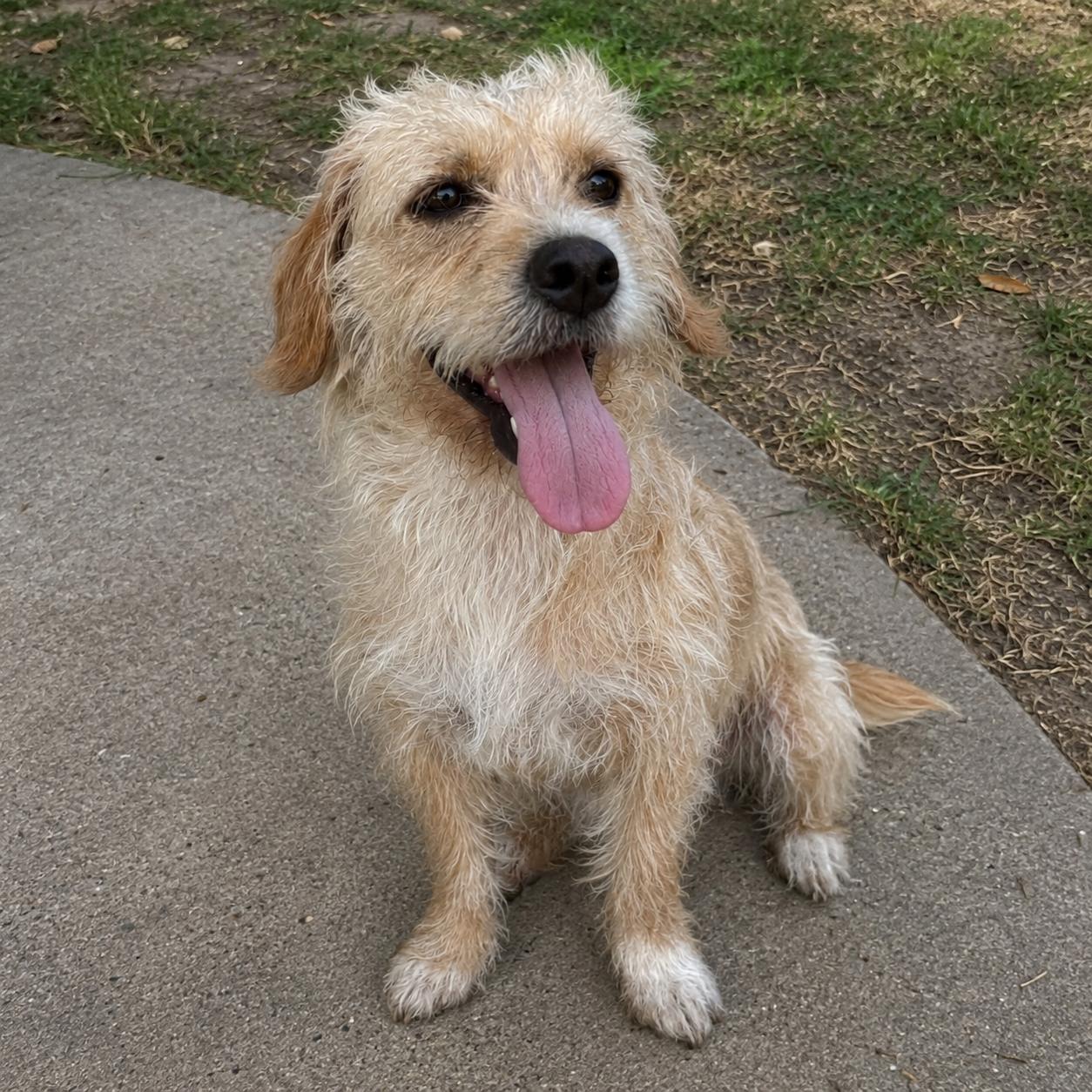 Tillie, a Adoptable mixed breed in Hillsborough, NJ image 1/2