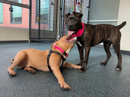 Enlarge Elizabeth, a Adoptable Mixed Breed in New York, NY image 1/3