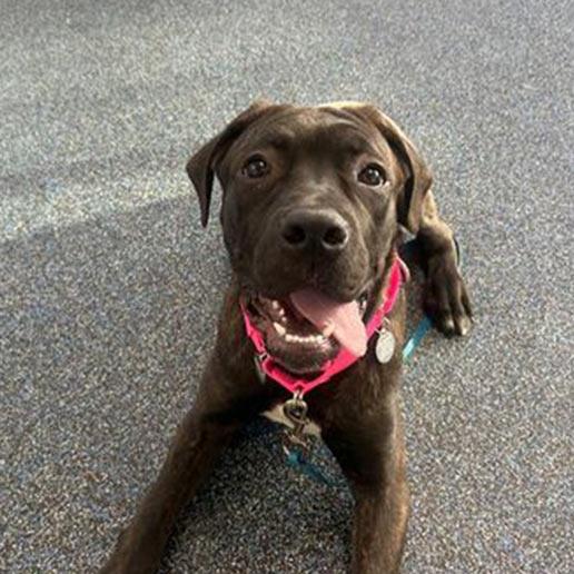 Enlarge Elizabeth, a Adoptable Mixed Breed in New York, NY image 2/3