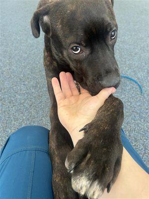 Enlarge Elizabeth, a Adoptable Mixed Breed in New York, NY image 3/3