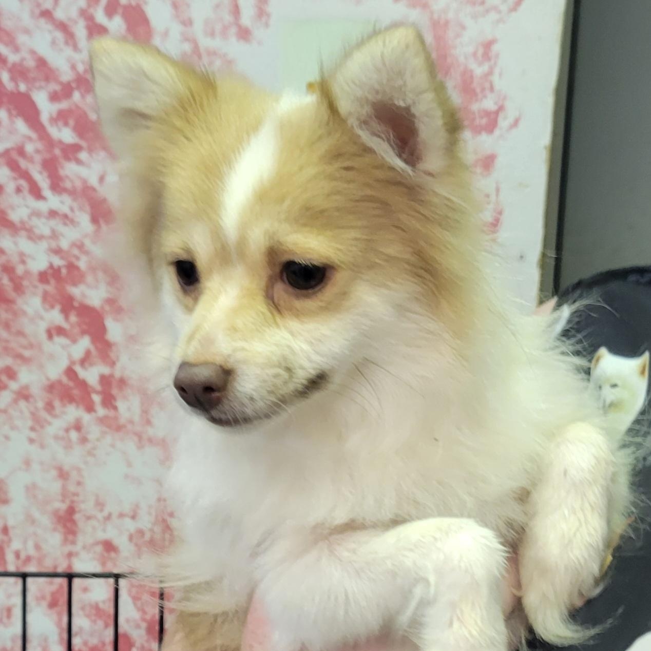 Missy, Adult Female unknown