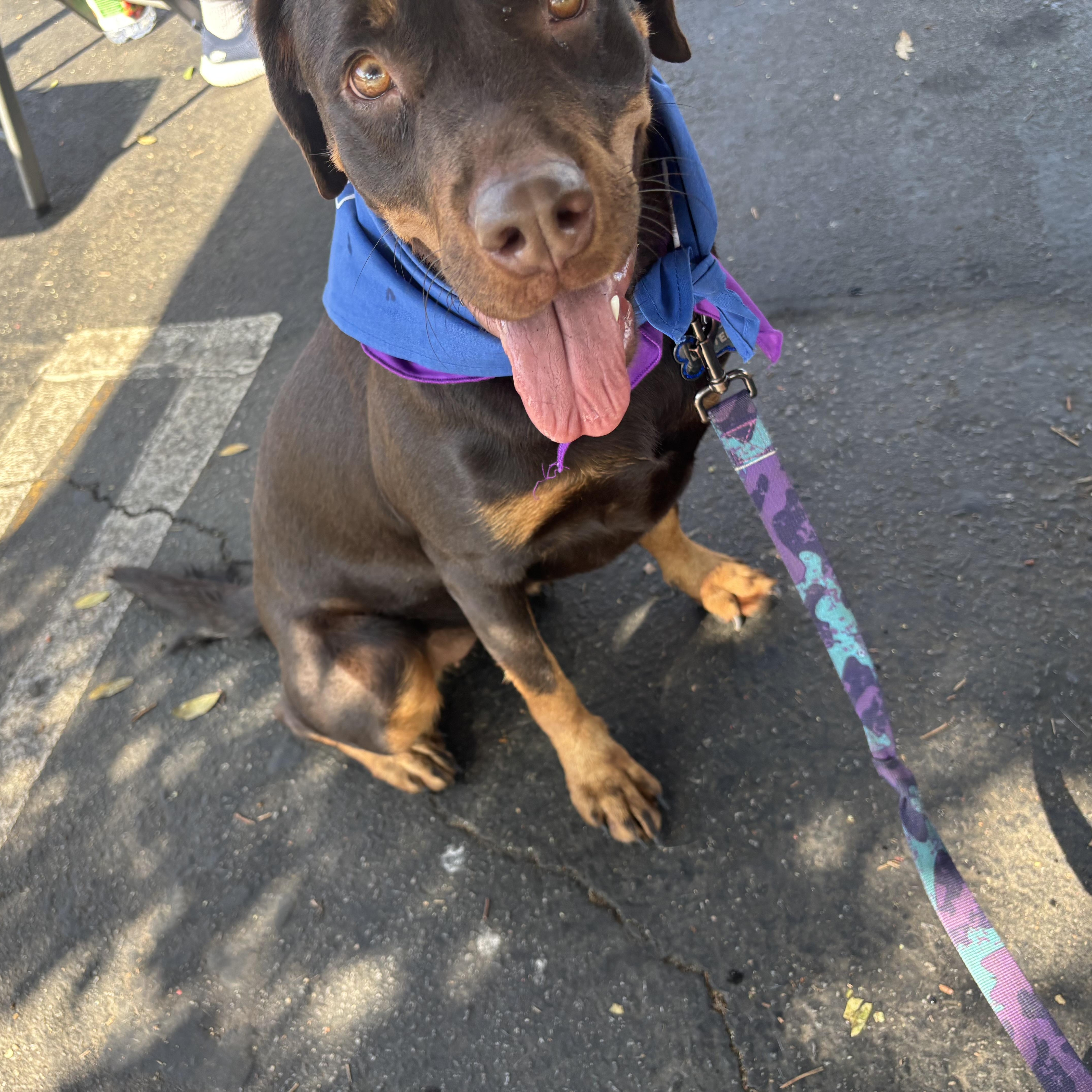 Enlarge QUEEN, a Adoptable mixed breed in El Segundo, CA image 2/5