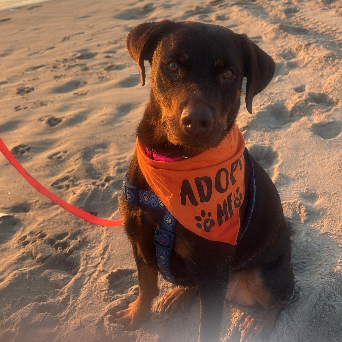 Enlarge QUEEN, a Adoptable mixed breed in El Segundo, CA image 3/5