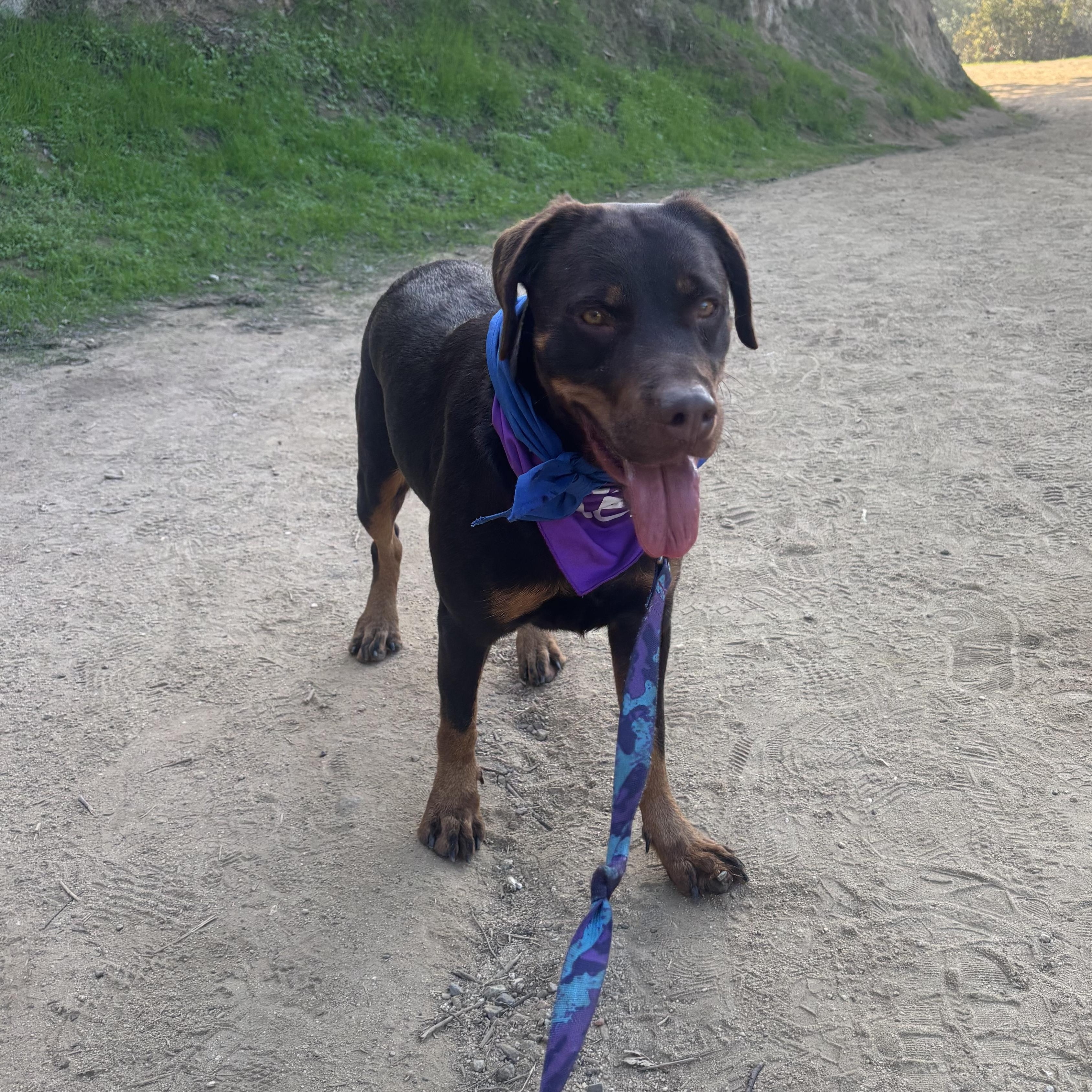 Enlarge QUEEN, a Adoptable mixed breed in El Segundo, CA image 1/5