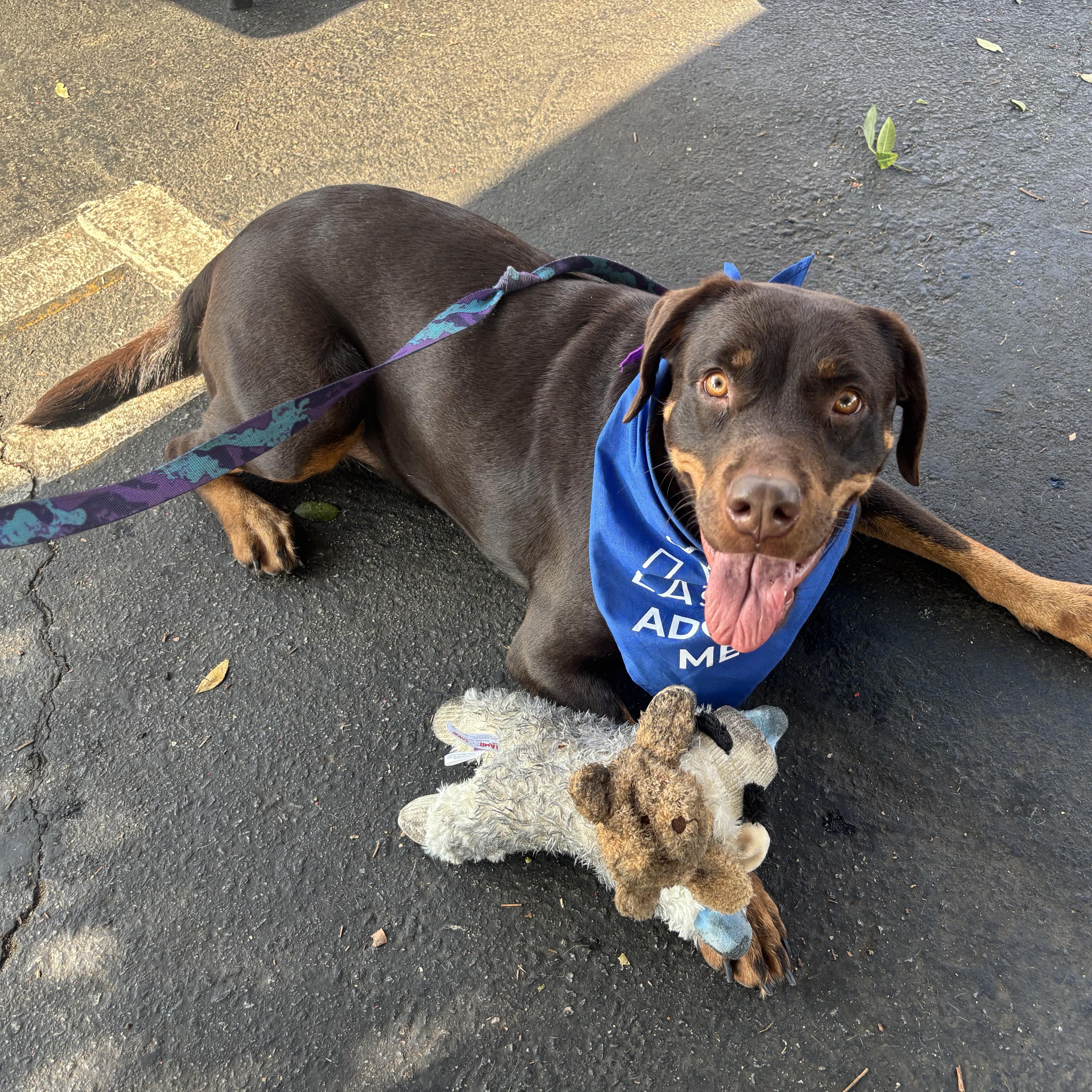 Enlarge QUEEN, a Adoptable mixed breed in El Segundo, CA image 4/5
