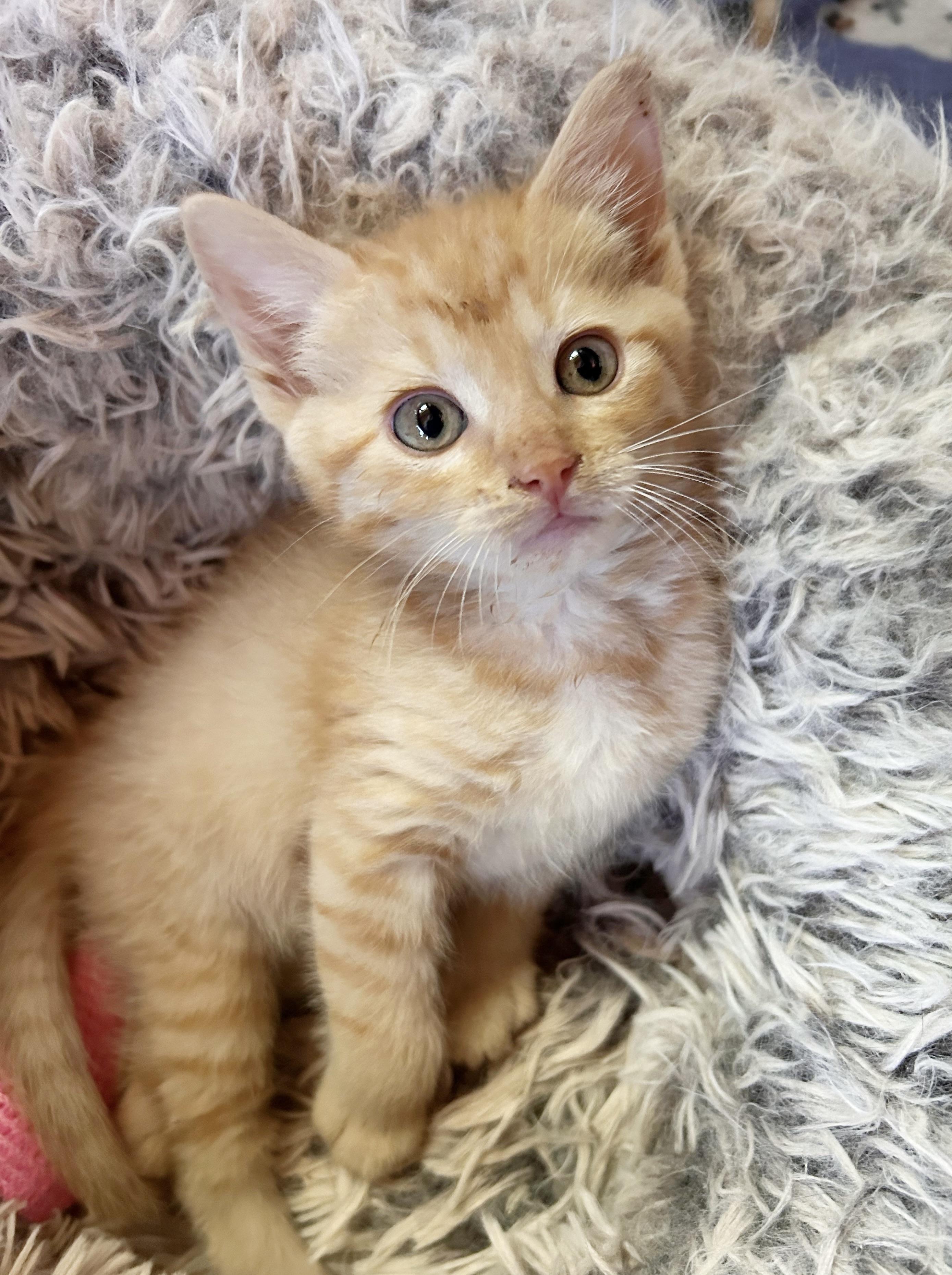 Danny, an adoptable Domestic Short Hair in Durango, CO, 81302 | Photo Image 3