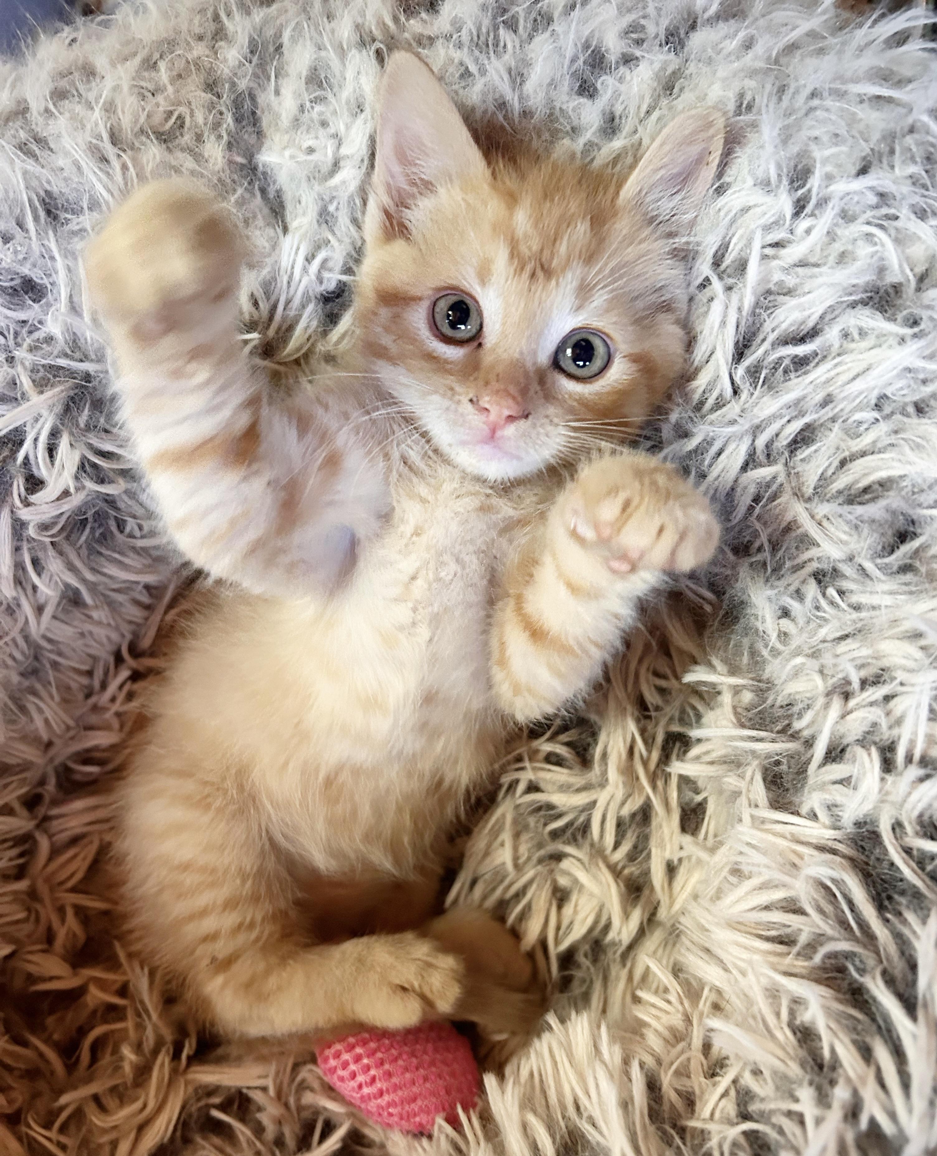 Danny, an adoptable Domestic Short Hair in Durango, CO, 81302 | Photo Image 4