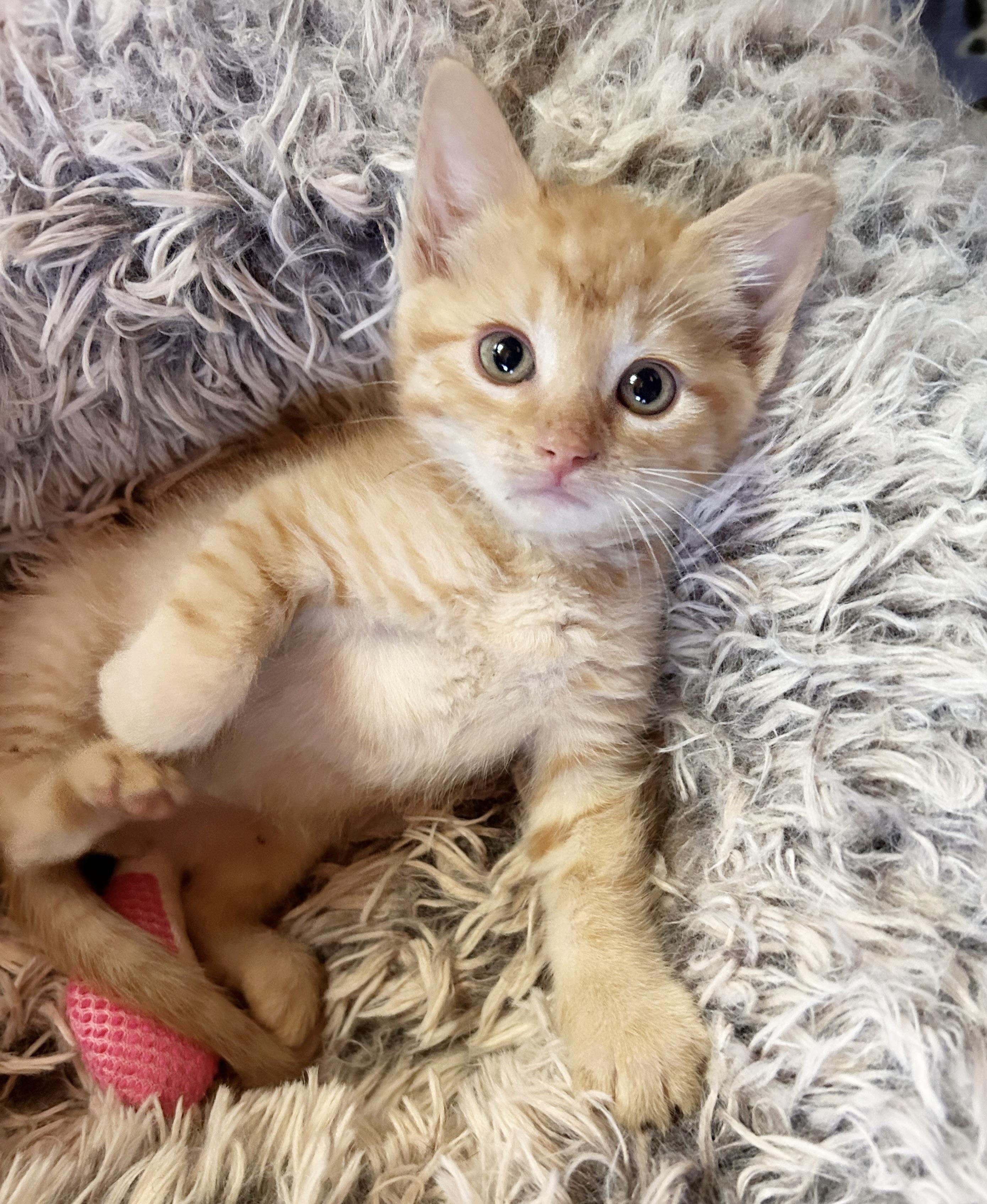 Danny, an adoptable Domestic Short Hair in Durango, CO, 81302 | Photo Image 2
