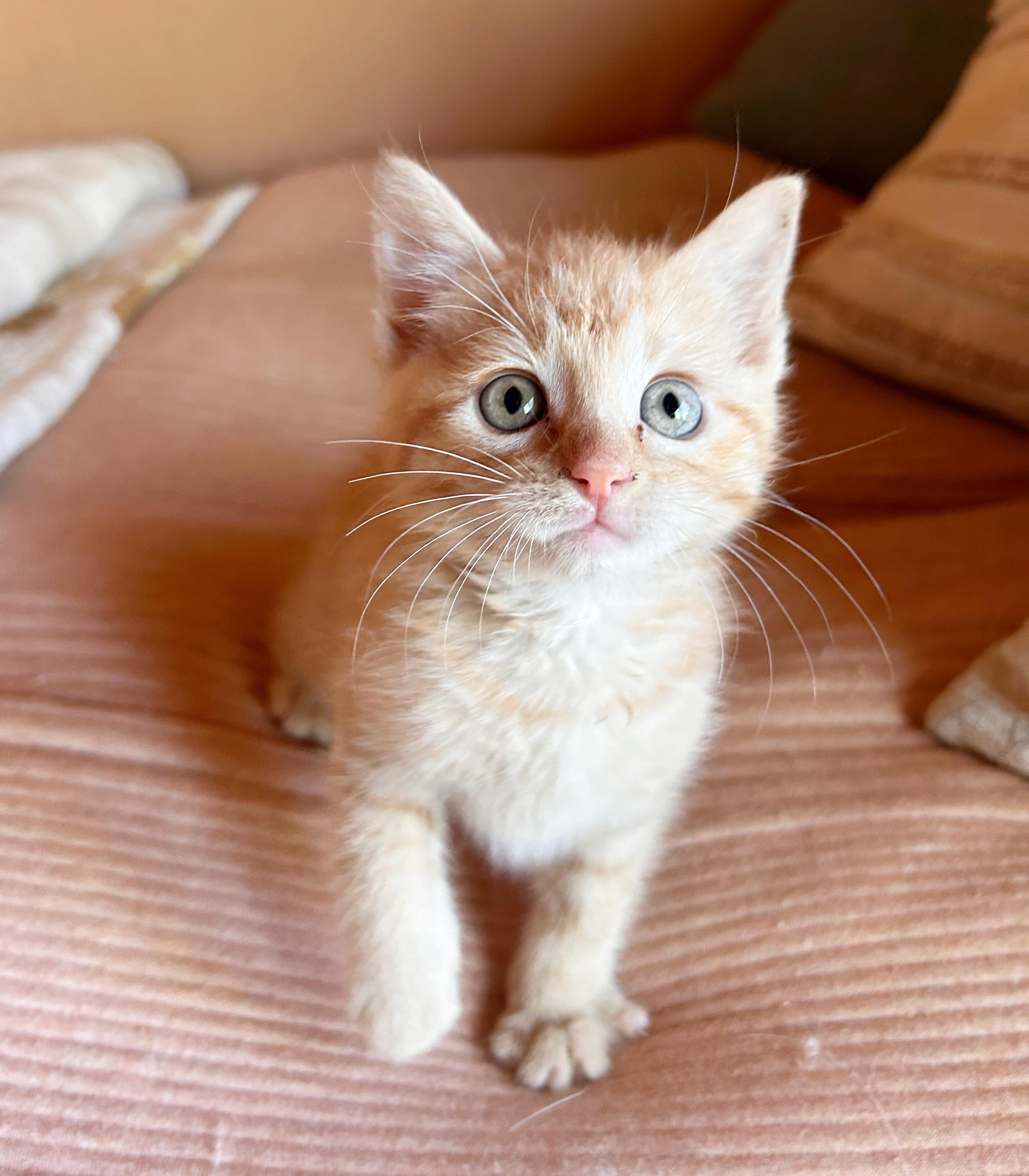 Danny, an adoptable Domestic Short Hair in Durango, CO, 81302 | Photo Image 1