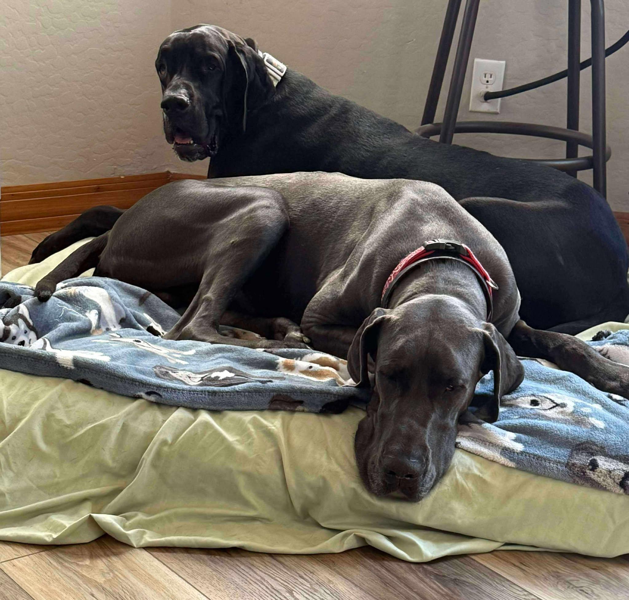 Dudley, Adopted, Adult Male Great Dane.