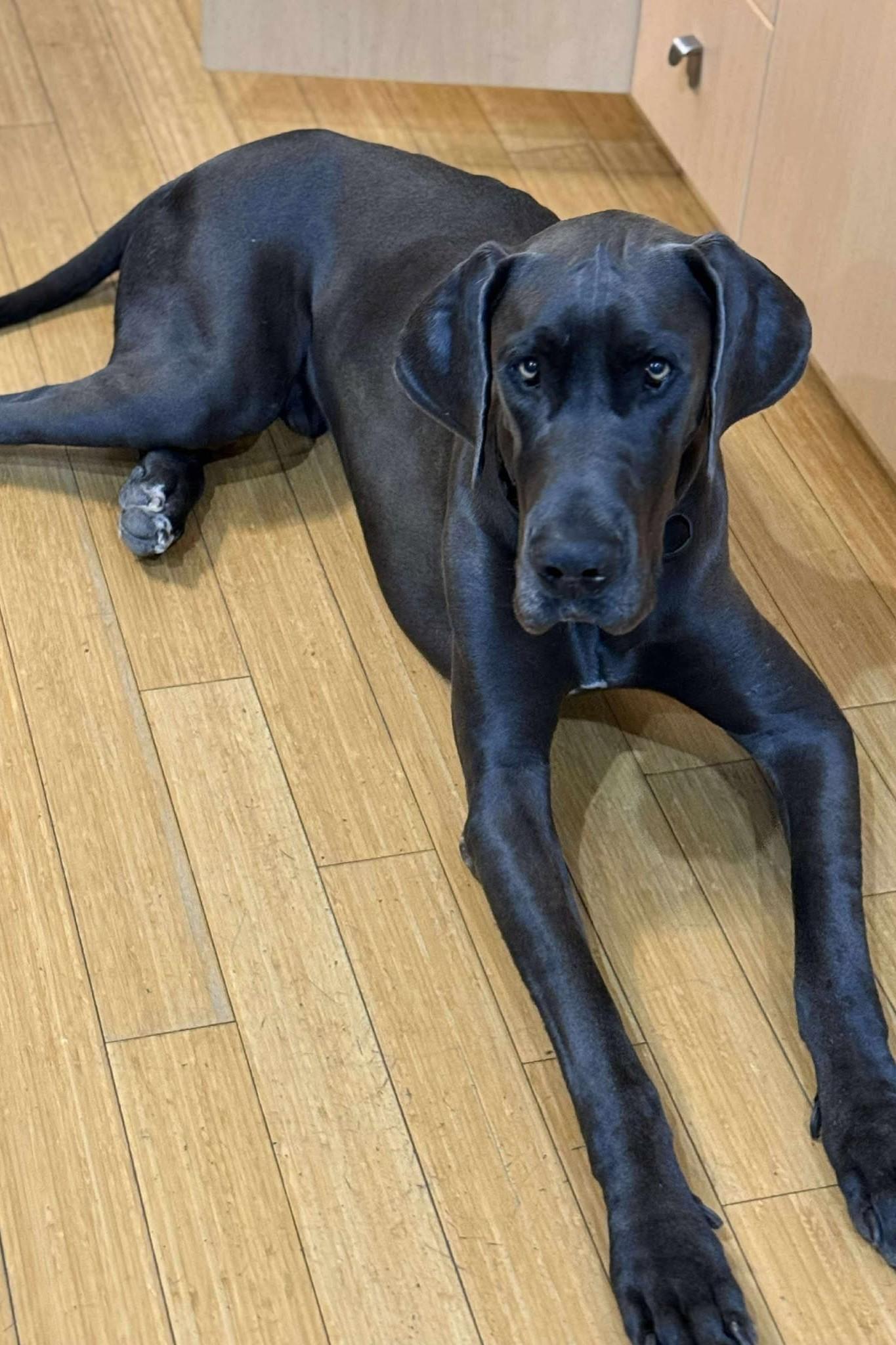 Dudley, a Adopted Great Dane in Mesa, AZ image 2/2