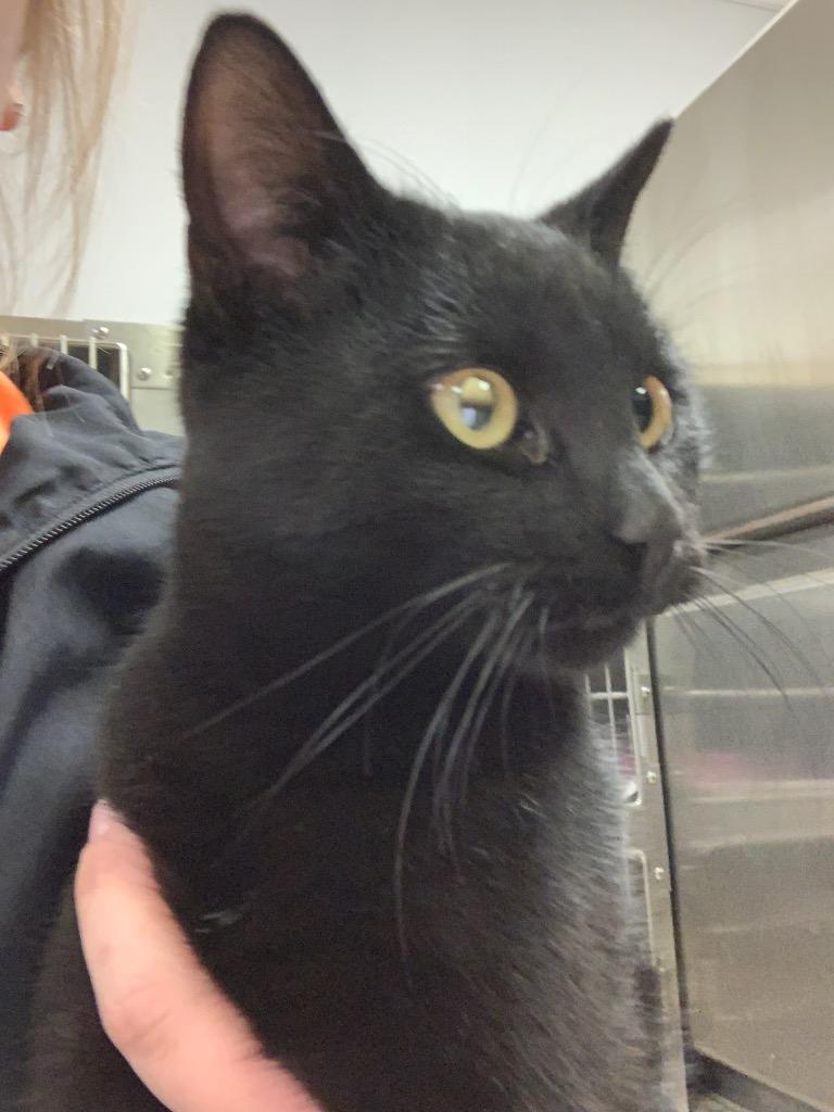 Shadow, Adopted, Adult Male Domestic Short Hair.