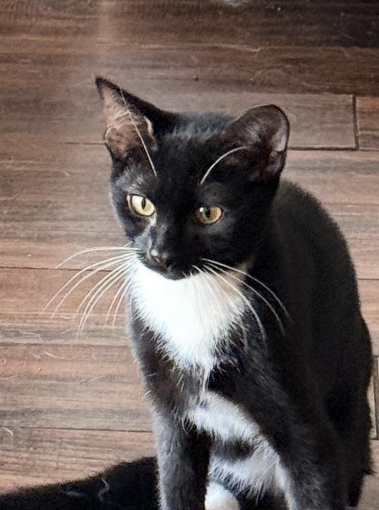 Enlarge Asher, a Adoptable mixed breed in Brandon, FL image 2/6