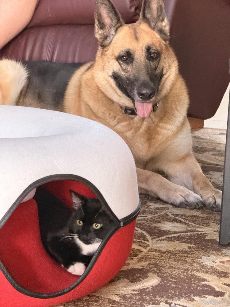 Enlarge Asher, a Adoptable mixed breed in Brandon, FL image 5/6