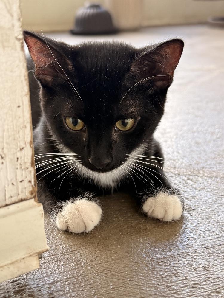 Enlarge Asher, a Adoptable mixed breed in Brandon, FL image 6/6