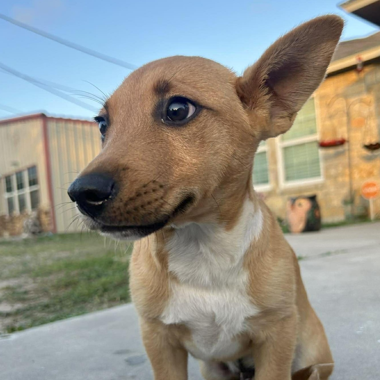 Enlarge Jager, a Adoptable mixed breed in Fort Lupton, CO image 2/6