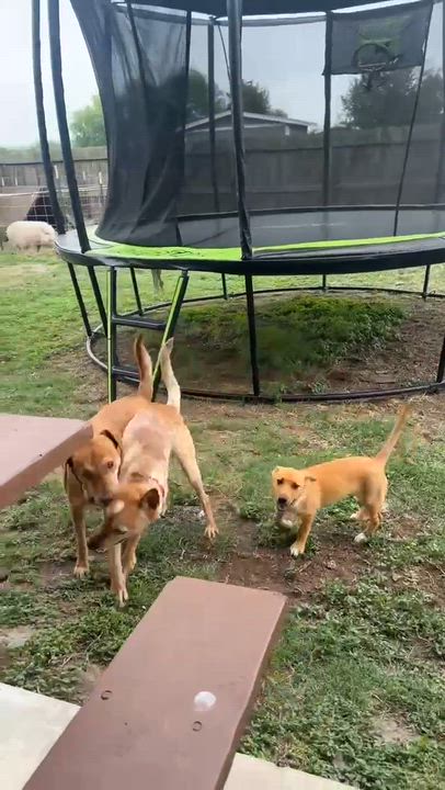 Enlarge Jager, a Adoptable mixed breed in Fort Lupton, CO video 5/6