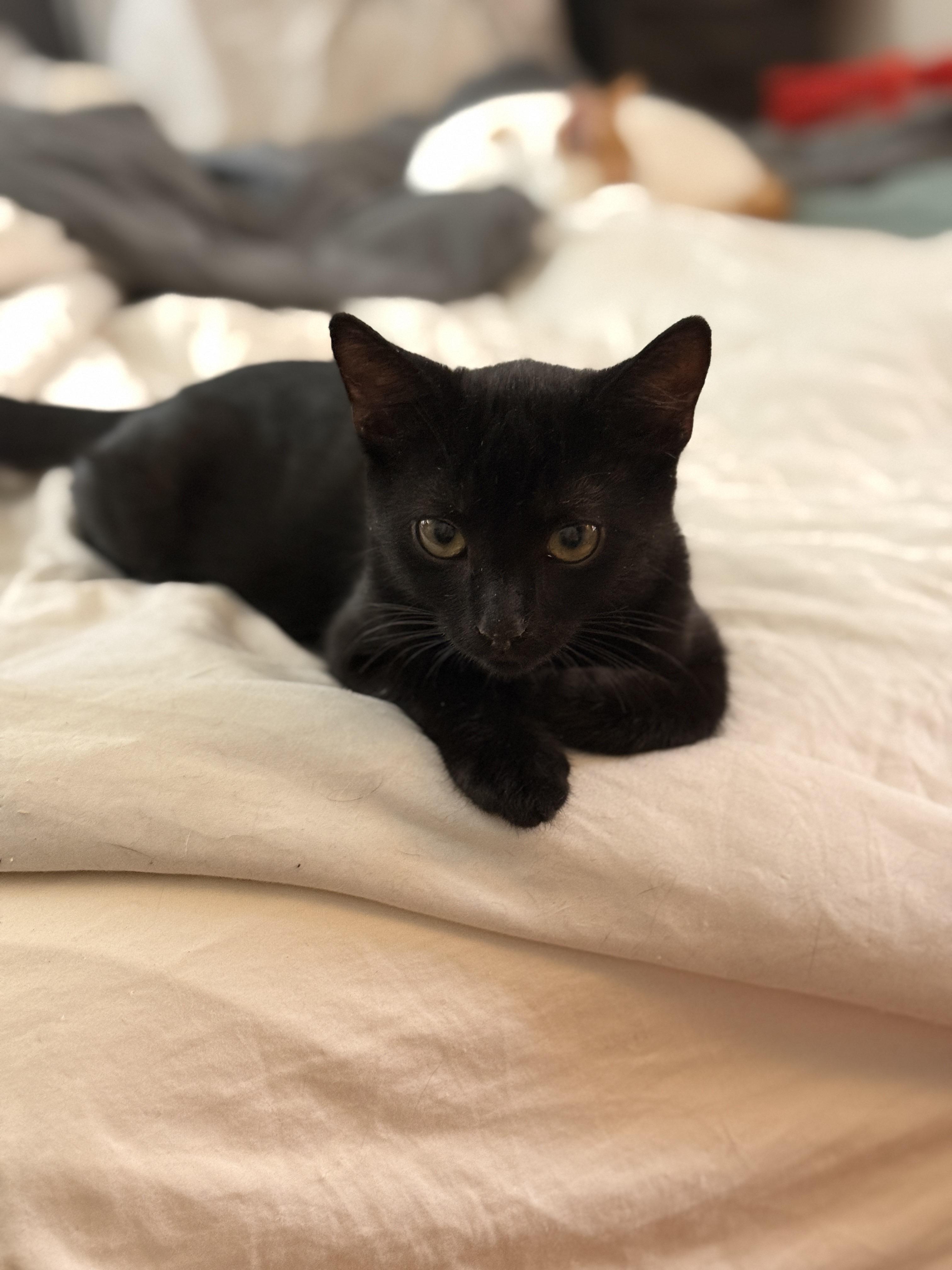 Capricorn , a ADOPTABLE Domestic Short Hair in Brooklyn, NY image 3/3