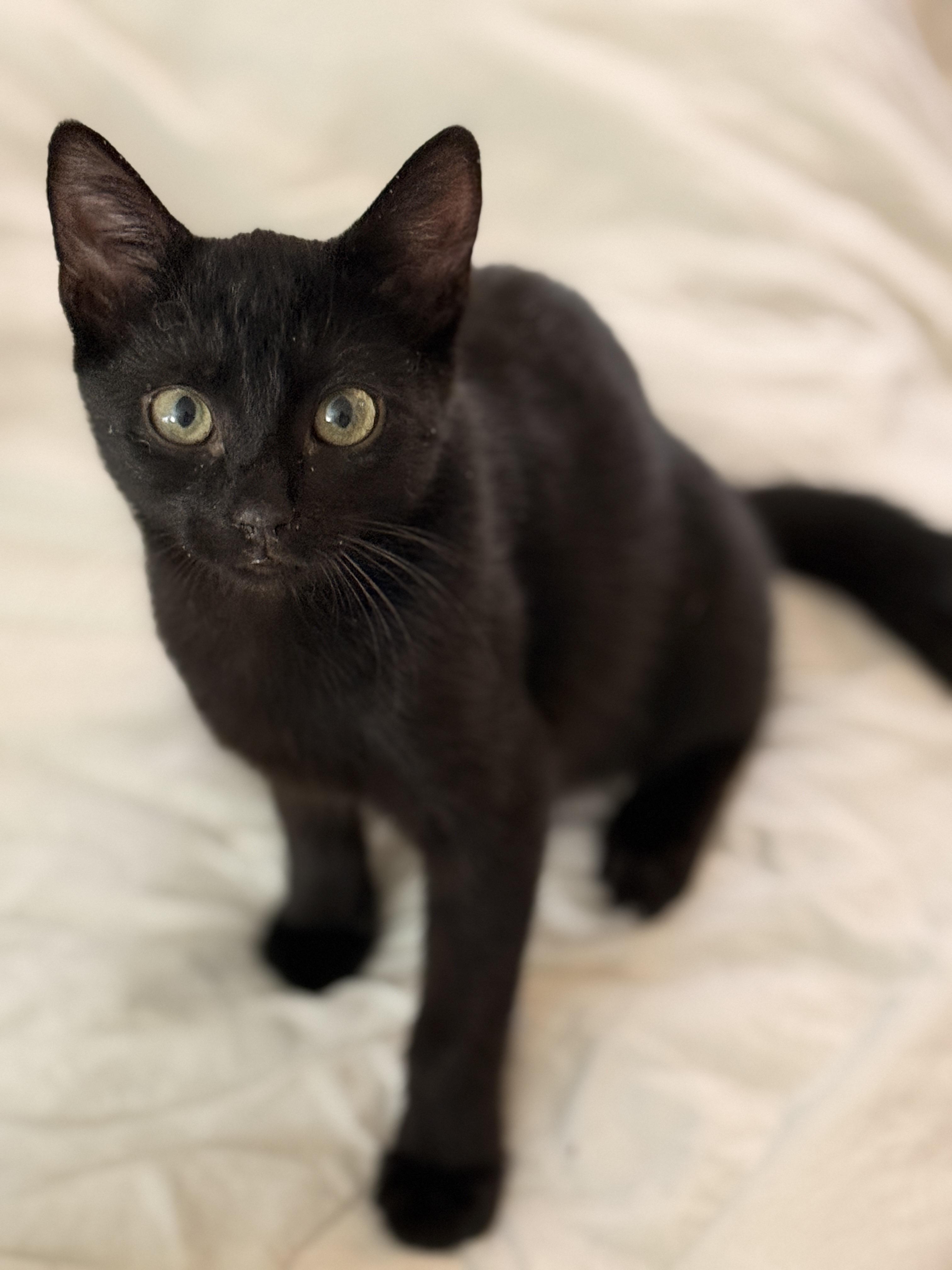 Capricorn , a ADOPTABLE Domestic Short Hair in Brooklyn, NY image 1/3