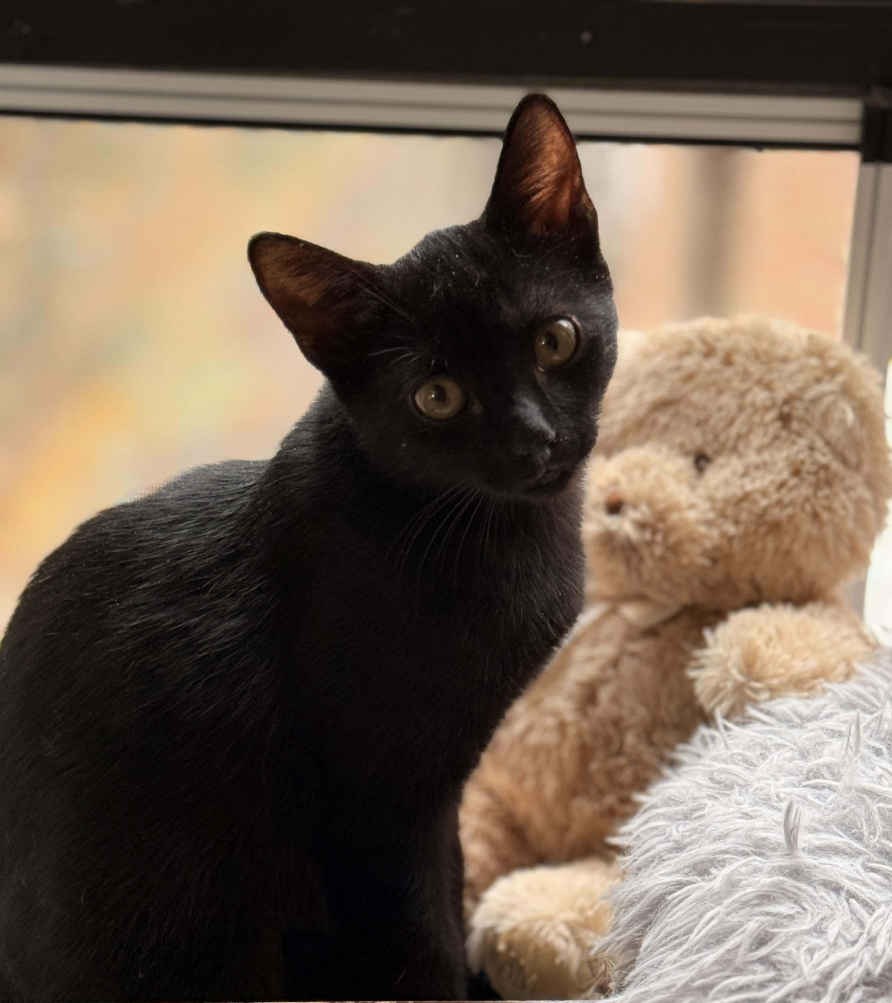 Capricorn , a ADOPTABLE Domestic Short Hair in Brooklyn, NY image 2/3