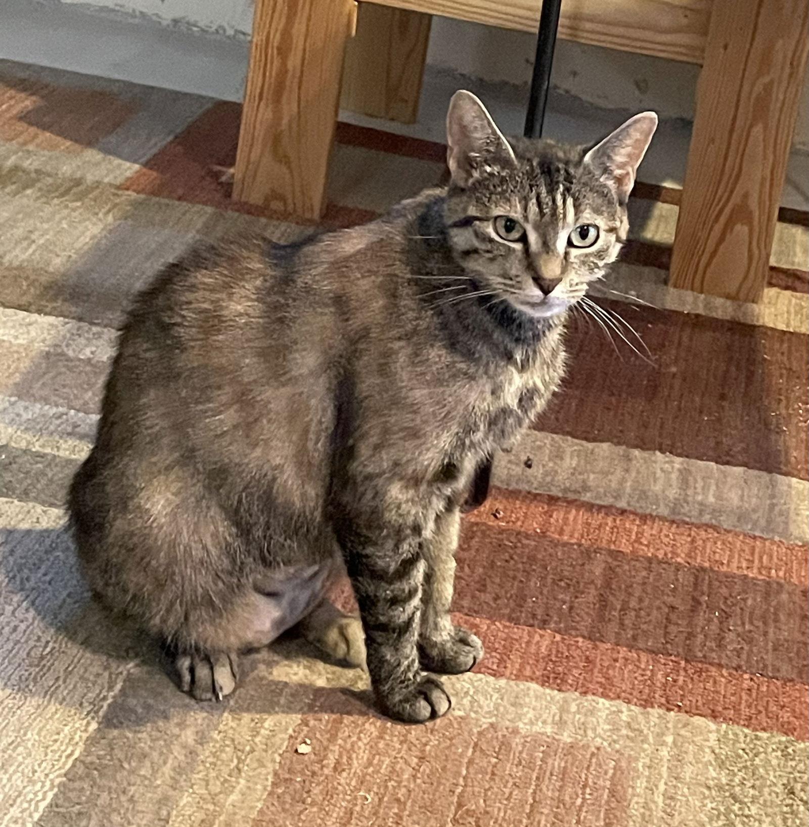 Jenny, Adoptable, Adult Female Domestic Short Hair.