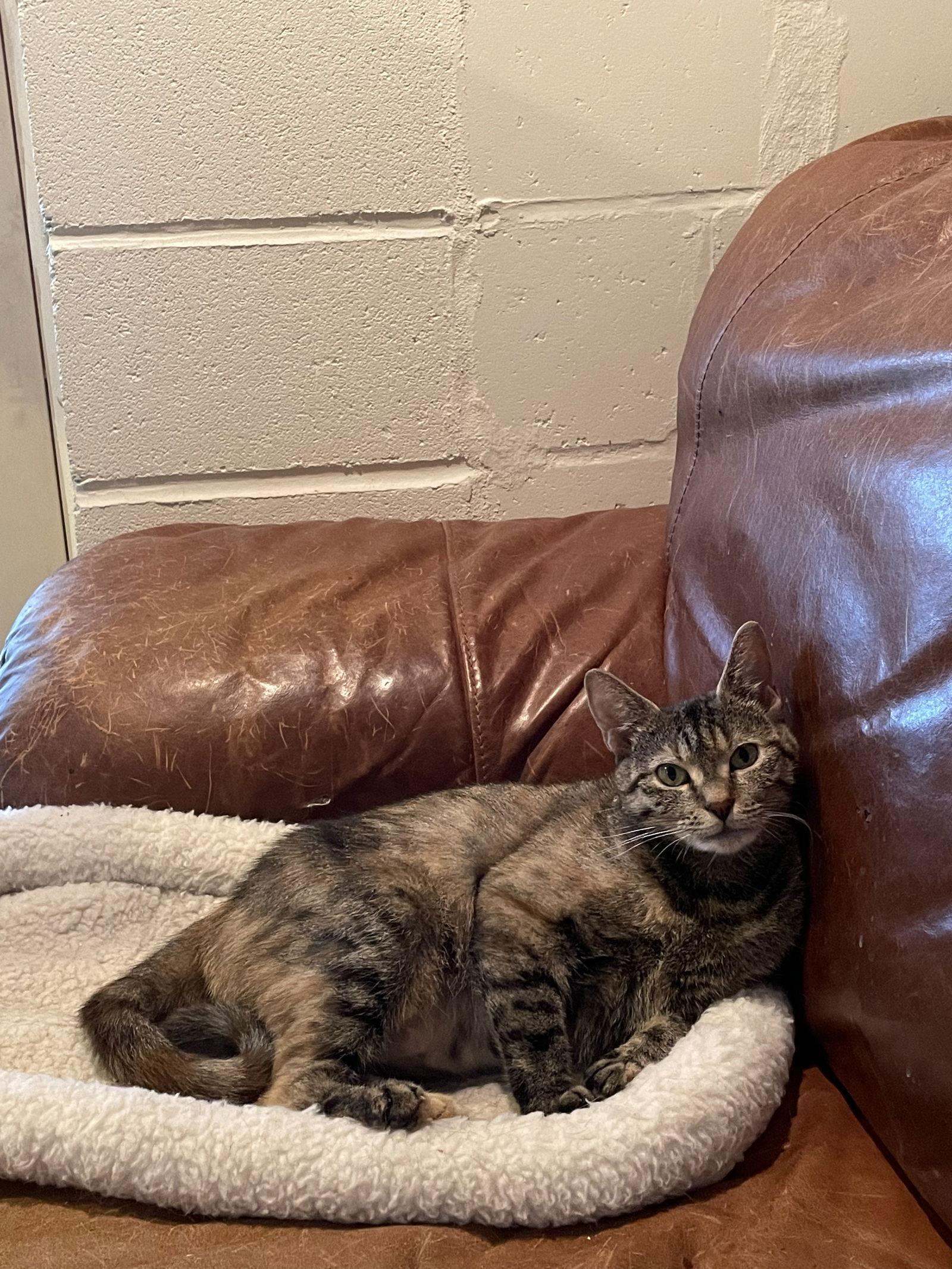 Jenny, a Adoptable Domestic Short Hair in Lutherville, MD image 2/6