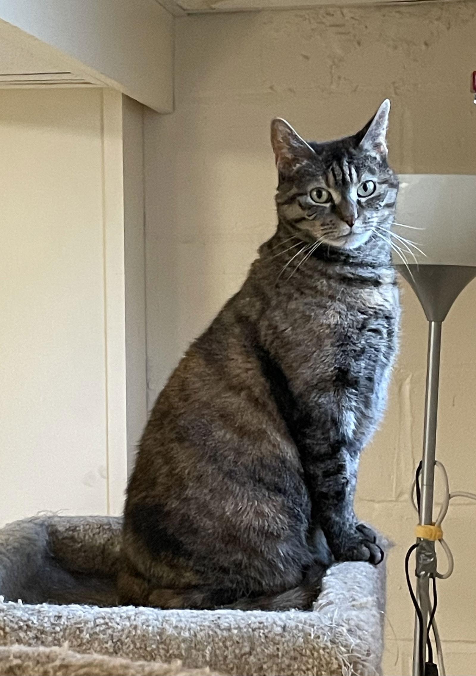 Jenny, a Adoptable Domestic Short Hair in Lutherville, MD image 3/6