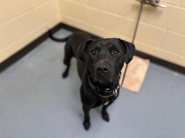 Enlarge BEAR, a Adoptable mixed breed in Denver, CO image 1/1