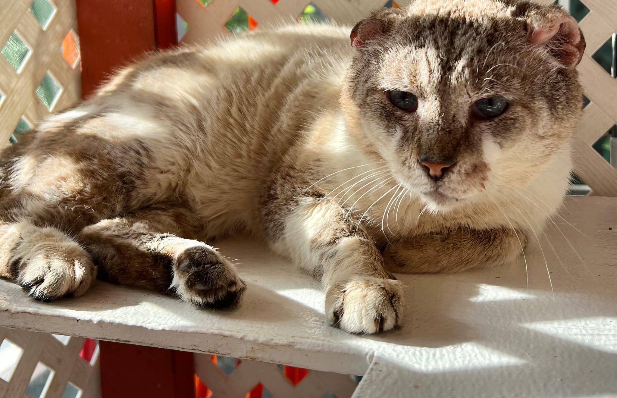 Nikki, Adoptable, Adult Male Domestic Short Hair.