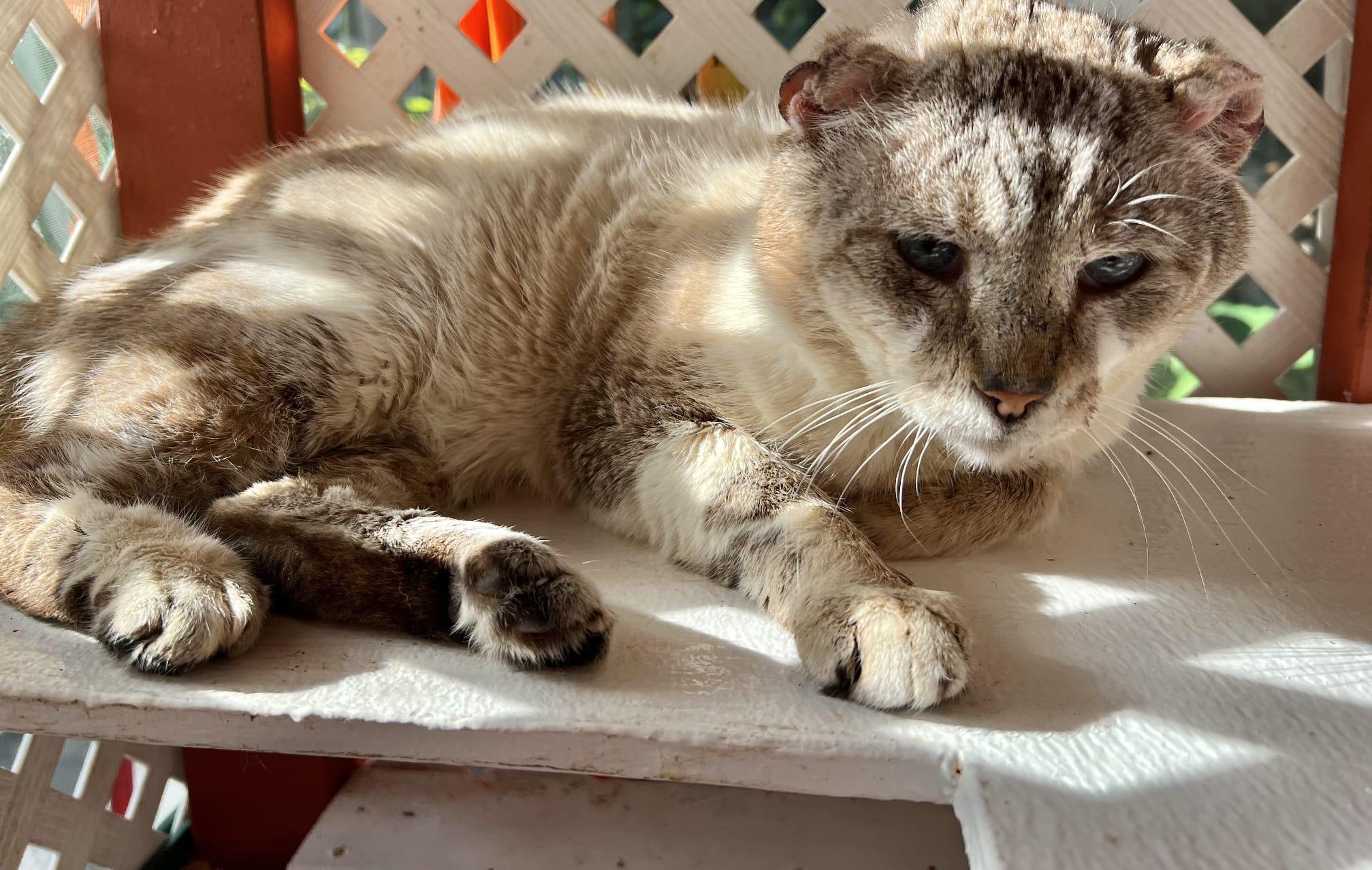 Nikki, a Adoptable Domestic Short Hair in miami, FL image 3/4