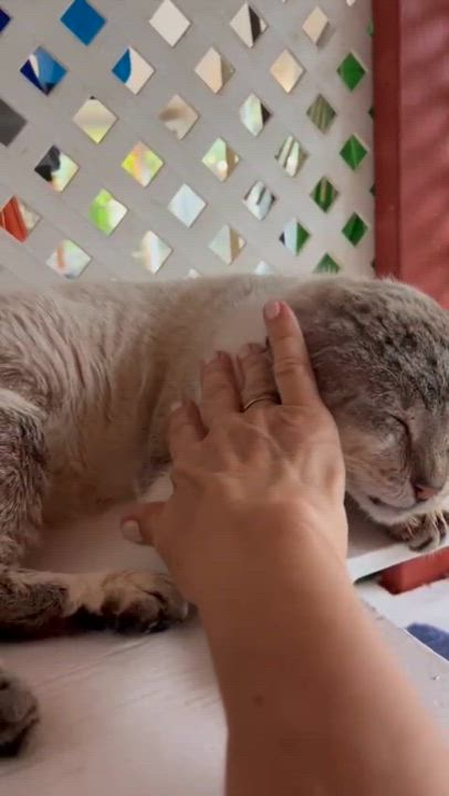 Enlarge Nikki, a Adoptable Domestic Short Hair in miami, FL video 4/4