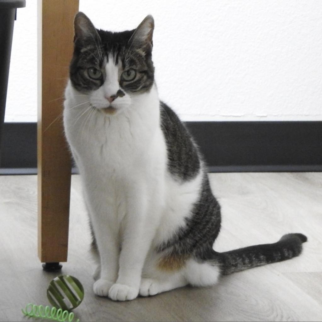 Violet, Adoptable, Senior Female Domestic Short Hair.